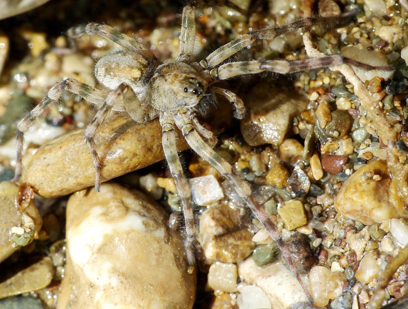 Arctosa similis - Tolfa (RM)